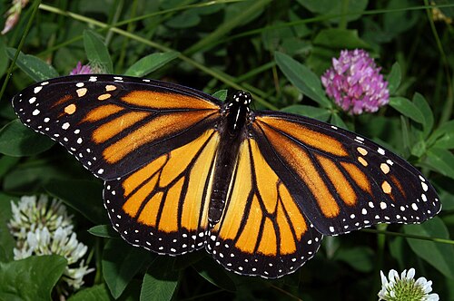 Monarch.jpg