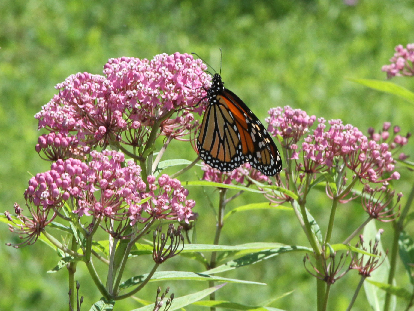 milkweed.jpg